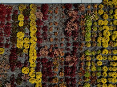 Bir bahçe evinin çatısı ya da kır evi. Düz, talepsiz, yeşil çatılı, sulu ve renkli kaya bahçeli. Göletin üstündeki yolun kenarındaki park çatısı yeşilliklerle kaplanmış.