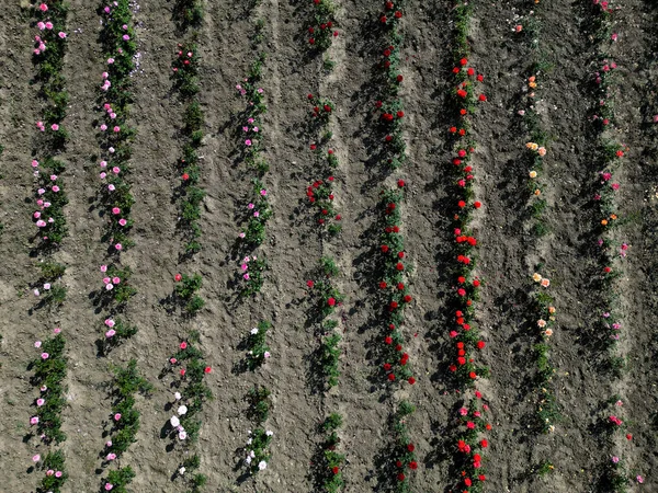 Crescendo Rose Nel Campo File Cespugli Fioriscono Diversi Colori Vista — Foto Stock