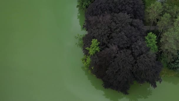 Parklandschap Met Heldergele Paden Als Een Regenwoud Bomen Hebben Takken — Stockvideo