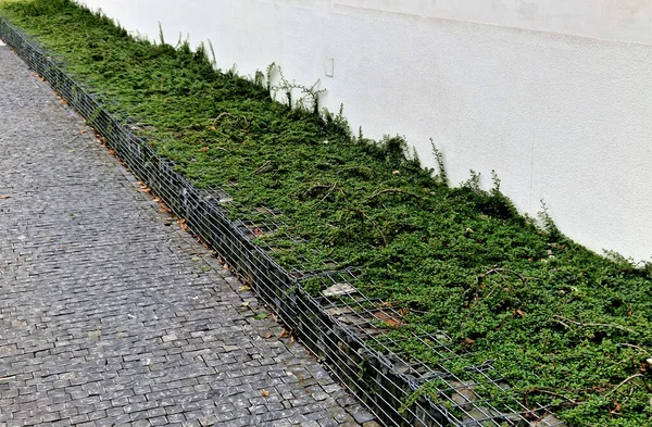 Über Der Geschwungenen Betonwand Steht Eine Immergrüne Geißblatt Hecke Ist — Stockfoto