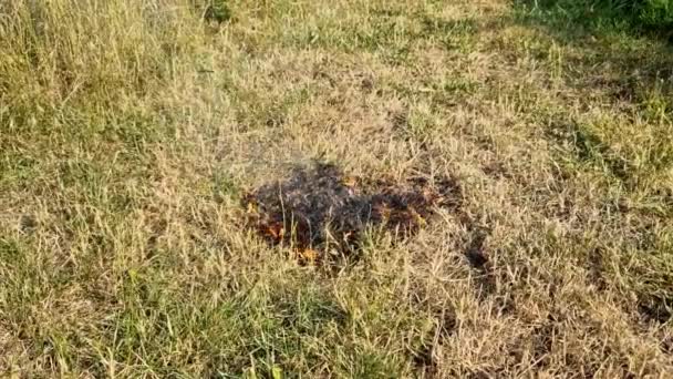 Membakar Rumput Kering Dilarang Ada Risiko Api Dan Kesalahan Yang — Stok Video