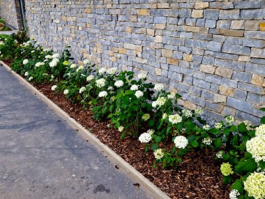 Süslü ortancaları evin içinde çiçek tarhında sıraya dizmek. Taş kireç taşı grisi kaplama. Tarihsel parktaki çakıl yolu