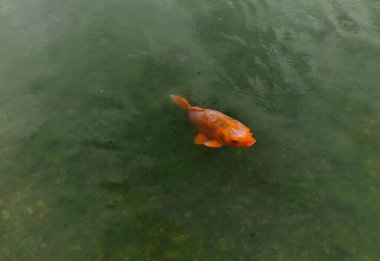 Suya kademeli bir girişi ve kayalık bir çıkıntısı olan yapay adalar inşa etmek. Sahilden ayrılmış bir yuva alanı çakıl ve çakıl taşlarında yuva yapan kuşlar için uygundur.