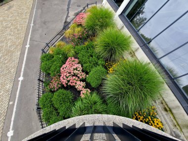 Çiçek tarlası, adaçayı mavisi ve mor çiçekle birlikte sarı süslemeli otlar yemyeşil yeşil renkli, uzun ömürlü çayır çiçeği yatağı şehirde, tepede, drone manzaralı, çimen süslemeli