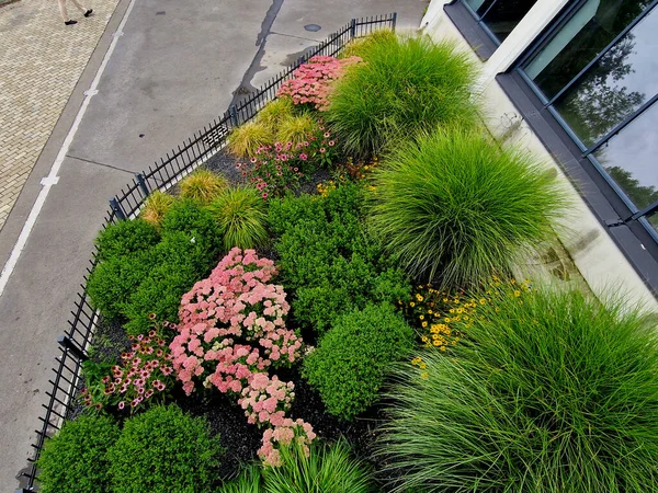 lush flower bed with sage blue and purple flower combined with yellow ornamental grasses lush green color perennial prairie flower bed in the city, top, drone view, grass ornamental