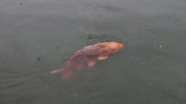 Suya kademeli bir girişi ve kayalık bir çıkıntısı olan yapay adalar inşa etmek. Sahilden ayrılmış bir yuva alanı çakıl ve çakıl taşlarında yuva yapan kuşlar için uygundur.