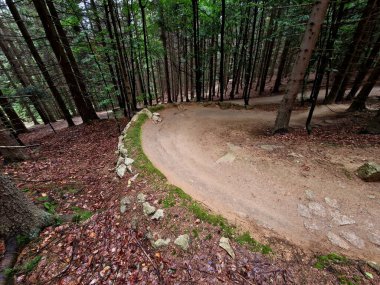 Ormanda bisiklet izleri, eğimli virajlar birbiri ardına mükemmel şekillerde kazılmış dağ bisikletleri çocuklar için bile, açıklık, güneş, gölgeler, yarış yenileri, çimenler...