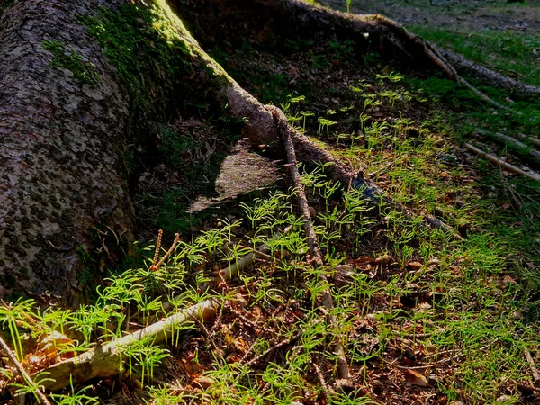 Yeterli Yağmur Ile Islak Bir Yaz Ağaçların Hemen Yanındaki Çalılıklarda — Stok fotoğraf