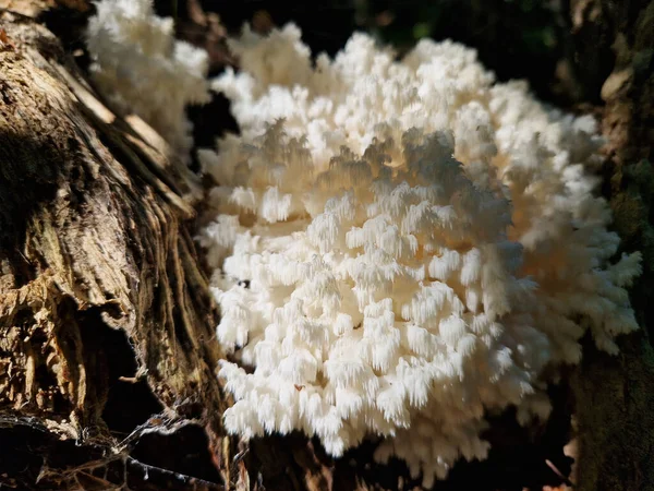 海象珊瑚的果体可高达40厘米 类似灌木的形状和许多小分枝 光滑的小腿 当它年轻的时候 蘑菇是纯白色的 渐渐地变成了奶油和黄色 — 图库照片