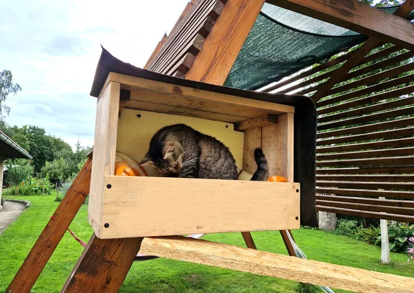 the cat has its own wooden box, which is attached high above the ground to a pergola beam. she is happy, flying on the board and licking her paws with her tongue.