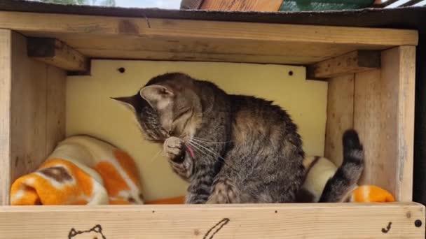 Gato Tiene Propia Caja Madera Que Adjunta Alto Del Suelo — Vídeos de Stock