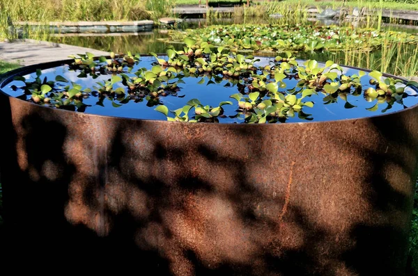 brown flower pots in the garden, park filled with water. the surface of the flowerpot is intentionally rusty in design. inside ornamental aquatic plants. around is large leaf