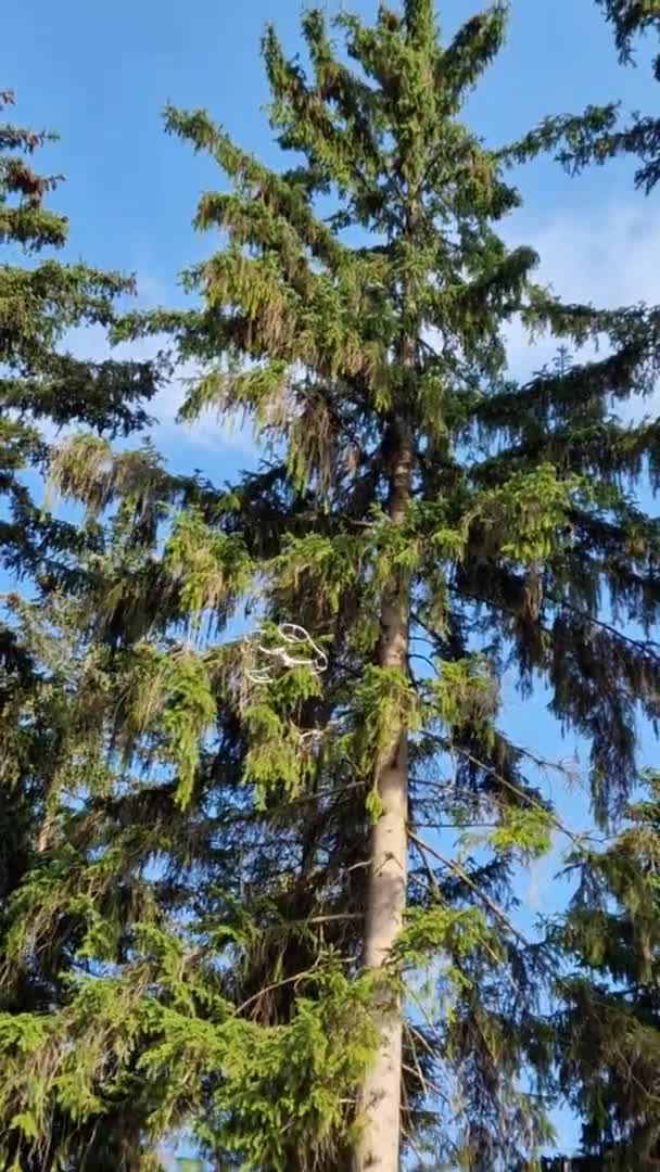 Checking Health Status Solitary Trees Landscape Park Start Visitor Season — Αρχείο Βίντεο