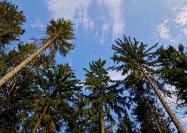 checking health status of solitary trees in landscape park. before start of visitor season, tree inspected by dendrologists. drones fly around branches looking for breaks and cracks, sycamore