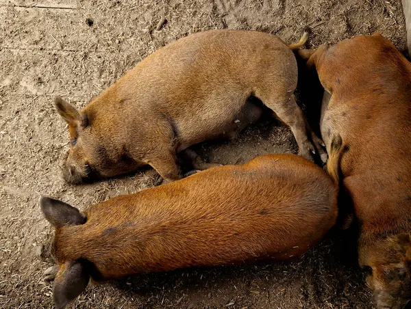 Cochons Heureux Sur Votre Assiette Notre Ferme Biologique Raclage Régulier — Photo