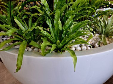 Kuş yuvası eğreltiotu olarak bilinen bir eğrelti otudur. Japoncada tani-watari ve tani-watari olarak bilinir. Kayalıklarda, karanlık ormanlarda ve Çin, Japonya, Kore ve Tayvan 'daki ağaç gövdelerinde yetişir.