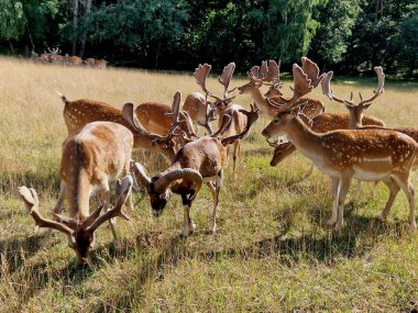 Düşmüş geyiklerle dolu doğa rezervi. Buzlu boynuzlu bir sürü çayırda otlar ve elma yer. Mouflon da var.