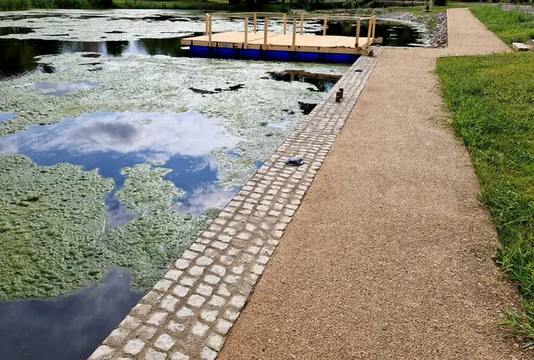 Park ziyaretçileri için iskele. İki adım ona götürür. Suyun üzerinde kalaslar var. Tekneler için rıhtımı olan bir gölet. Bir dikdörtgenin kat planı. Terasta korkuluk yok, taş, yeşil, yosun, tekne, ördek otu, çimen