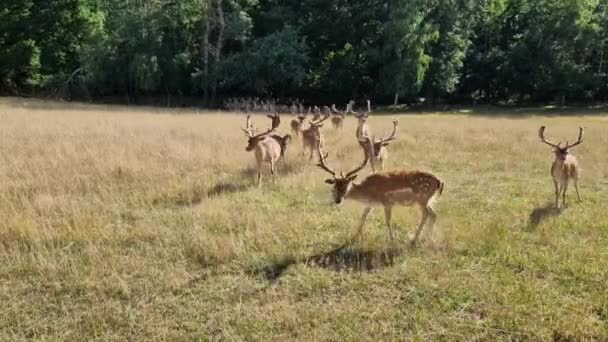 带着休闲鹿的自然保护区 一群鹿角结霜的鹿群在草地上吃苹果 还有八角龙 — 图库视频影像