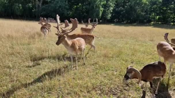 带着休闲鹿的自然保护区 一群鹿角结霜的鹿群在草地上吃苹果 还有八角龙 — 图库视频影像