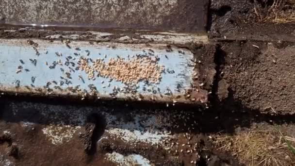 屋檐下的一个蚂蚁窝在被发现后正在迅速消失 蚂蚁把白色的幼虫卵带到安全地带 孩子们喜欢看昆虫 妻子们则吓得大叫起来 — 图库视频影像