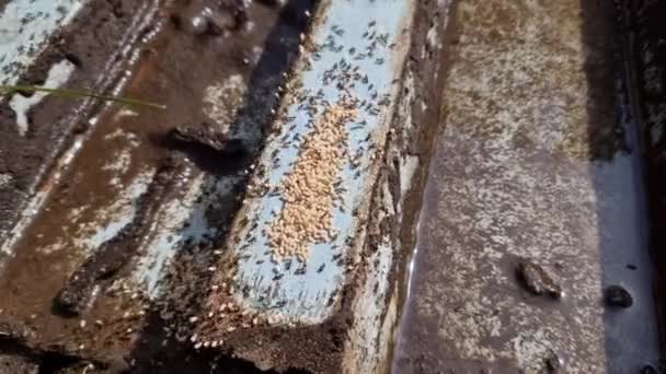 Gniazdo Mrówek Pod Dachem Pokrywające Chatę Szybko Ustępuje Odkryciu Mrówki — Wideo stockowe