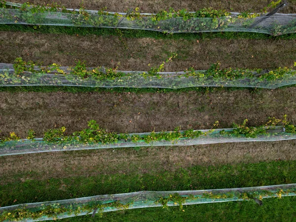 Korlátok Kerítés Pihenőhely Felett Szőlő Segítségével Piros Tégla Létrehoz Egy — Stock Fotó