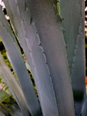 Agaves 'in güneşli ve korunaklı bir yere ihtiyacı var. Kum karışımı olması gereken iyi geçirgen topraklarda yetiştiriyoruz. Konteynırın altına yeterli drenaj yerleştirilmesi önerilir..