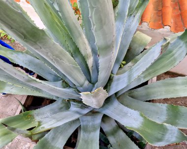 Agaves 'in güneşli ve korunaklı bir yere ihtiyacı var. Kum karışımı olması gereken iyi geçirgen topraklarda yetiştiriyoruz. Konteynırın altına yeterli drenaj yerleştirilmesi önerilir..