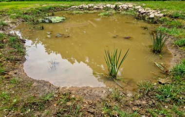 Ormandaki çamurlu bir göl kurbağa ve yılan yetiştirmek için yaratılmış. Banyo yapmak ve geyik içmek için değil. Geyik, yaban domuzu ve diğer şeyler için. Suyu korumak için sübvansiyon programı 