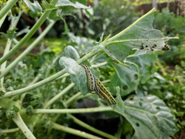 Genellikle çarmıha gerilmiş bitkilerin üzerinde yaprağın arkasına 20 ila 100 arası sarı yumurta bırakılır. Tırtıllar sarı çizgili ve bazen koyu benekli sarı yeşildirler ve gruplar halinde kalırlar.
