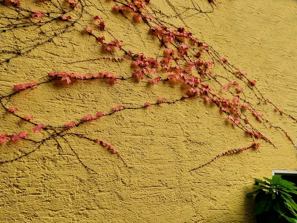 climbing plants with sticky tendrils stick to the surface of a concrete brick wall. at the sidewalk sunken sprinkled with leaves color gradients area of orange, yellow purple berries. hedera helix