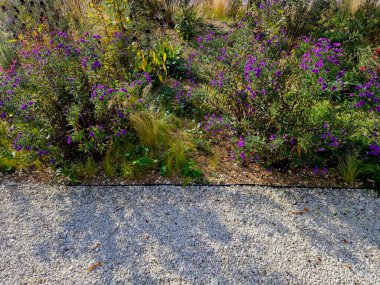 Çiçek tarhında çiçek açan asterler bir monokültür, bir çiçek halısı oluşturur. daha uzun çimlerin arkasında. Bahçe düzenleme güneşli karakter, bej çakıl ile saman, beyaz kireç taşı yolları, tahtalar