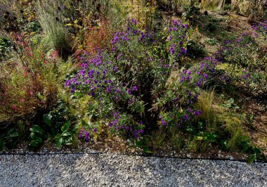 Çiçek tarhında çiçek açan asterler bir monokültür, bir çiçek halısı oluşturur. daha uzun çimlerin arkasında. Bahçe düzenleme güneşli karakter, bej çakıl ile saman, beyaz kireç taşı yolları, tahtalar