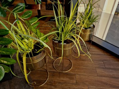 Yapay plastik çiçekli altın saksılar. İç kısımda kahverengi parke zemininde parlak metaller var. Sarı yapraklar tropik desen.