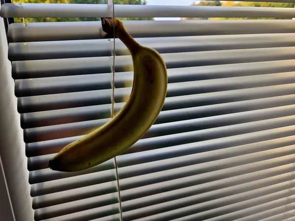 man holds a banana in his hand and crushes it in a closed window sadistically and needlessly. he aims it through the window blinds at the street like a gun in a crime movie. hanging there on window