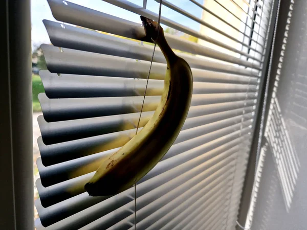 man holds a banana in his hand and crushes it in a closed window sadistically and needlessly. he aims it through the window blinds at the street like a gun in a crime movie. hanging there on window