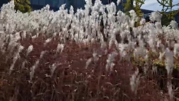 Bloembedden Met Siergrassen Zijn Aantrekkelijk Van Herfst Tot Winter Dankzij — Stockvideo