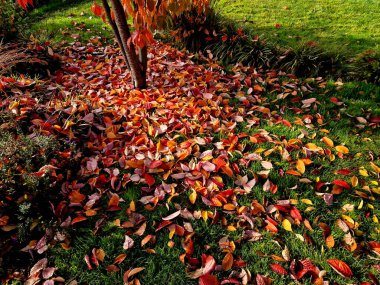 the color of cherry and dogwood is red in October. the leaves are bright and frosted in the morning. ornamental shrubs and trees clipart