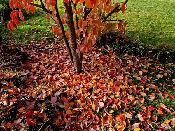 the color of cherry and dogwood is red in October. the leaves are bright and frosted in the morning. ornamental shrubs and trees