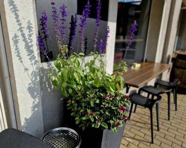 at a work meeting, terrace of a cafe on the sidewalk in the administrative zone. black mesh chairs and square wooden tables. a paper cup with coffee and a mobile phone. croissant on a plate. foot over