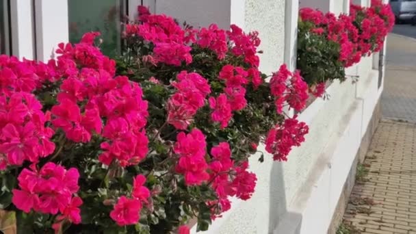 Ornamental Flower Pots Windows House Plastic Flower Pots Beautiful Decorations — Stock Video