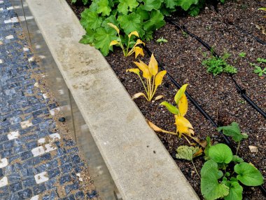 Islak beton merdiven yeni ve pürüzsüz. Öğrenciler ve parktaki insanlar için merdivenlerde oturmak. Çimenlik bankları ve yataklar ve yapısal elementlerle birlikte uzun ömürlüdür.