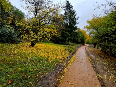 Yeni park harman yolunun çakıl taşlarını sıkıştırıyor. Çimen tohumu, suyla dolu olan metal bir el silindirini yuvarlayarak onarılır, daha ağır olacak, bisiklet yolu