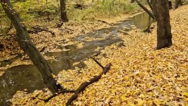 Лес Выбрасывает Листья Ручей Запор Делается Листьев Желтый Цвет Сияет — стоковое видео