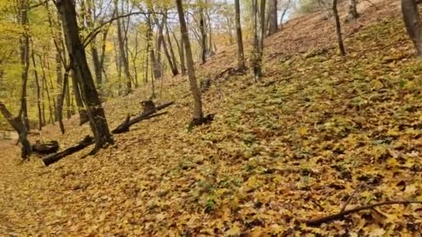 Orman Sulara Yapraklar Atıyor Kabızlık Yapraklardan Meydana Gelir Sarı Renk — Stok video