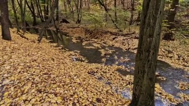 Der Wald Wirft Blätter Den Wasserlauf Die Verstopfung Wird Durch — Stockvideo