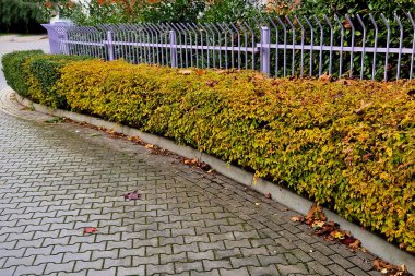 alçak, yoğun dallı çalı. Genç filizler ve yapraklar belirgin bir şekilde sarı-turuncudur, çeşitliliğin adı gerçekten kısa ve öz bir altın alevdir. Hazirandan ağustosa pembe çiçekler açar, sonbaharda.