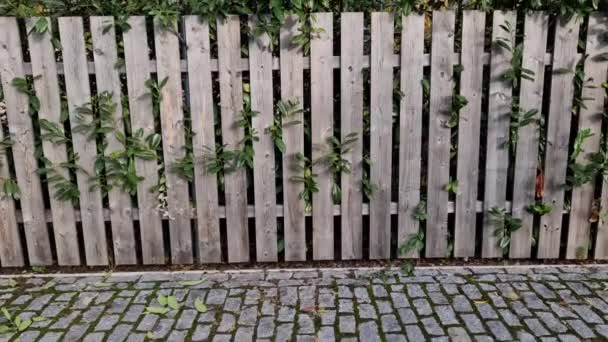 Ein Immergrüner Strauch Vor Einem Zaun Aus Hellen Holzbohlen Soll — Stockvideo