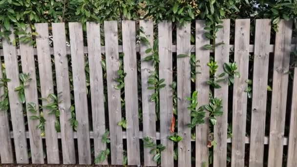 在轻木木板栅栏前的常绿灌木将改善街道的不透明度 树枝爬过木板 花园入口的铺面石场 — 图库视频影像